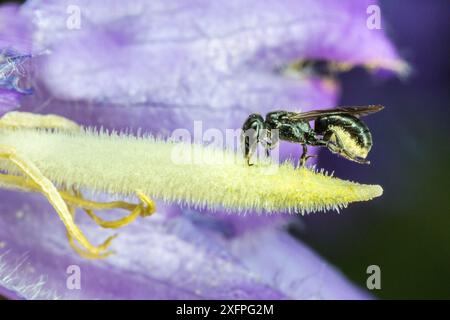 Harebell carpenter bee (Chelostoma campanularum) at 4-5mm long one of Britain's smallest bees, visiting Giant harebell (Campanula latifolia) Pentwyn farm SSSI, Gwent Wildlife Trust, Reserve, Monmouthshire, Wales, UK, July. Stock Photo