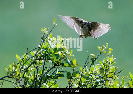 Young corn bunting on a perch Stock Photo