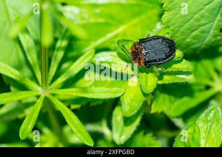 Red-necked silphe (Oiceoptoma thoracicum) on a leaf. Red-breasted carrion beetle on a leaf Stock Photo