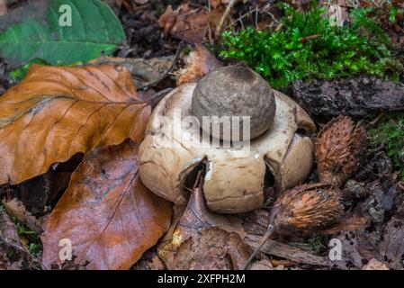 Collared earthstar  (Geastrum triplex) in autumn forest, Belgium, September Stock Photo