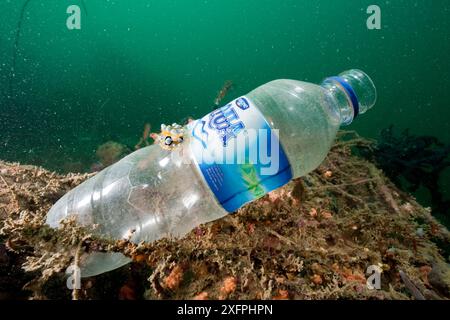 Dorid nudibranch (Phyllidia ocellata) on discarded plastic bottle, Pulau Dofior, Raja Ampat, Irian Jaya, West Papua, Indonesia, Pacific Ocean Stock Photo