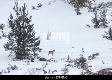 Wild Apennine wolf (Canis lupus italicus) in snowy landscape. Central Apennines, Abruzzo, Italy. March. Italian endemic subspecies. Stock Photo