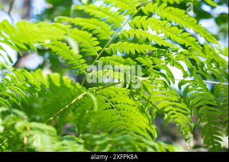 Looking up at the summer sky through a canopy of lush ferns. Stock Photo