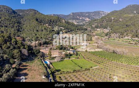 Son Brondo olive grove, typical Mallorcan variety, Valldemossa, Majorca, Balearic Islands, Spain Stock Photo