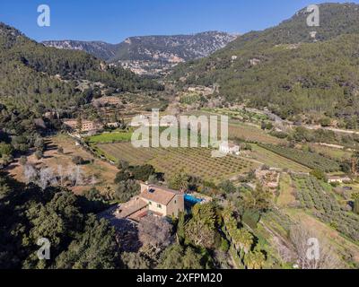 Son Brondo olive grove, typical Mallorcan variety, Valldemossa, Majorca, Balearic Islands, Spain Stock Photo