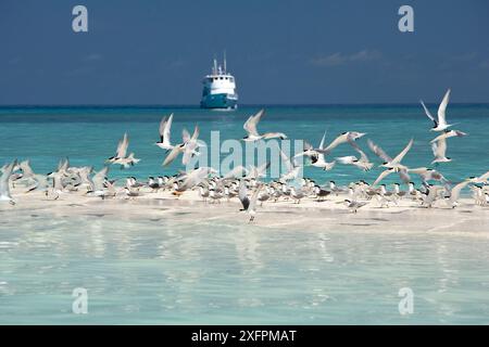 Greater crested terns (Thalasseus bergii) on a strip of sand with the MV Atlantis Azores liveaboard boat  in distance,  Tubbataha Reef Natural Park, UNESCO World Heritage Site,  Sulu Sea, Cagayancillo, Palawan, Philippines Stock Photo