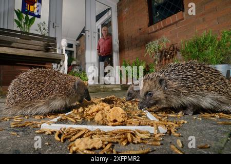 Three Hedgehogs (Erinaceus europaeus) feeding on mealworms and oatmeal left out for them on a patio, watched by the home owner, Chippenham, Wiltshire, UK, August.  Taken with a remote camera. Property released. Stock Photo