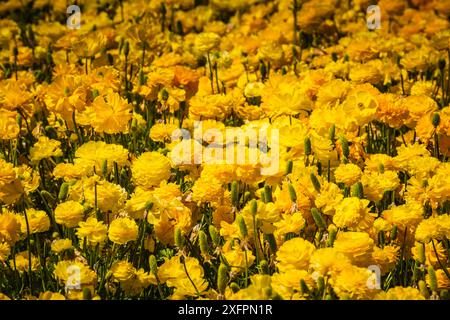 Field of yellow Ranunculus at the Flower Fields of Carlsbad. Stock Photo