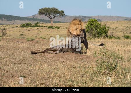 Lion (Panthera leo) male dragging wildebeest  (Connochaetes taurinus albojubatus) prey, Masai-Mara Game Reserve, Kenya Stock Photo