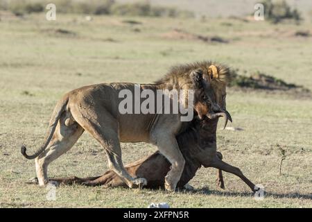 Lion (Panthera leo) male dragging the wildebeest  (Connochaetes taurinus albojubatus) prey, Masai-Mara Game Reserve, Kenya Stock Photo