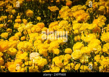 Field of yellow Ranunculus at the Flower Fields of Carlsbad. Stock Photo