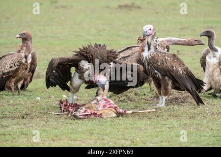 Lappet-faced vulture (Torgos tracheliotus),feeding on  Thomson's gazelle (Eudorcas thomsonii) calf with  White-backed vulture (Gyps africanus) Masai-Mara Game Reserve, Kenya, Stock Photo