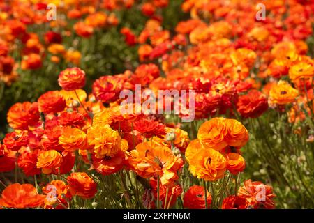 Field of orange Ranunculus at the Flower Fields of Carlsbad. Stock Photo