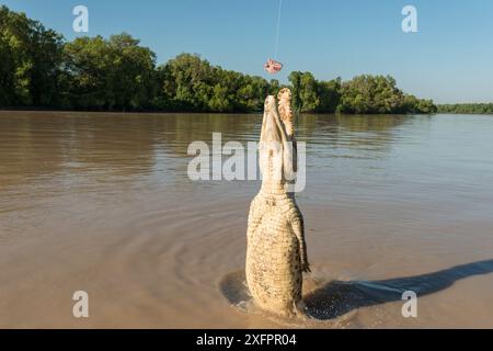 Saltwater crocodile (Crocodylus porosus) jumping up to grab a piece of chicken hung over the water by Adelaide River cruise boat skipper, Adelaide River, Darwin, Northern Territories, Australia Stock Photo