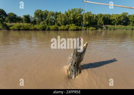 Saltwater crocodile (Crocodylus porosus) jumping up to grab a piece of chicken hung over the water by Adelaide River cruise boat skipper, Adelaide River, Darwin, Northern Territories, Australia Stock Photo