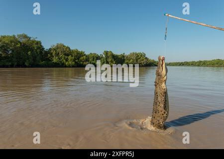 Saltwater crocodile (Crocodylus porosus) jumping up to grab a piece of chicken hung over the water by Adelaide River cruise boat skipper, Adelaide River, Darwin, Northern Territories, Australia Stock Photo