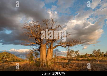 Australian baobab / Boab trees (Adansonia gregorii) Kimberley, Western ...