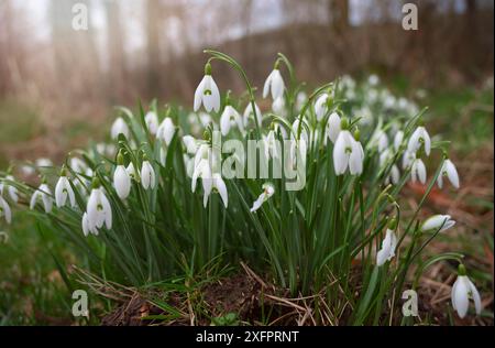 Snowdrop flowers blooming in winter and spring, sunlight shinning through the blossoms and leaves, first wildflower in springtime Stock Photo