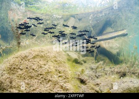 Shoal of Black bullhead (Ictalurus melas) in a lake. Alps, France Stock Photo