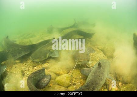 Wels catfish (Silurus glanis) large gathering on river bed, River Rhone, France. Stock Photo