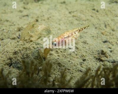 Three-spined stickleback (Gasterosteus aculeatus) male building its nest. River Rhone, France Stock Photo