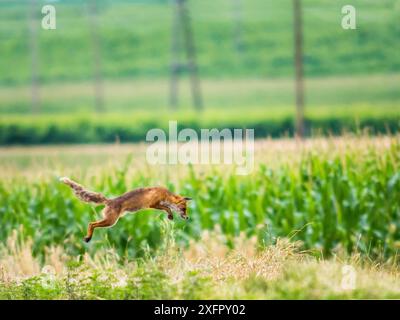 Red fox (Vulpes vulpes) hunting prey by jumping Stock Photo