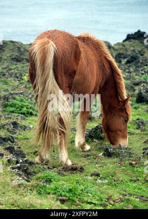 Wild horse on the Island of Yonaguni, Japan. February. Stock Photo