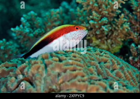 Freckled hawkfish (Paracirrhites forsteri) Kimbe Bay, West New Britain, Papua New Guinea Stock Photo