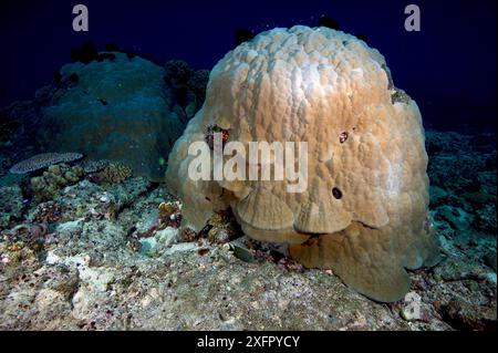 Large coral structure, Bismarck Sea, Vitu Islands, West New Britain, Papua New Guinea Stock Photo