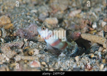 Steinitz' Shrimp goby (Amblyeleotris steinitzi), Kimbe Bay, West New Britain, Papua New Guinea Stock Photo