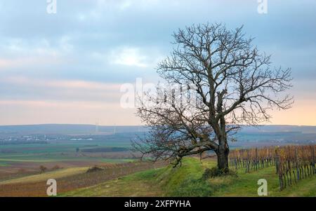 Oesterreich, Burgenland, Bezirk Oberpullendorf, bei Neckenmarkt, Weinberge bei Sonnenaufgang im Herbst, Blick ueber Deutschkreutz, Blaufraenkischland Stock Photo