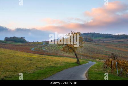 Oesterreich, Burgenland, Bezirk Oberpullendorf, bei Neckenmarkt, Weinberge bei Sonnenaufgang im Herbst, Blick ueber Deutschkreutz, Blaufraenkischland Stock Photo