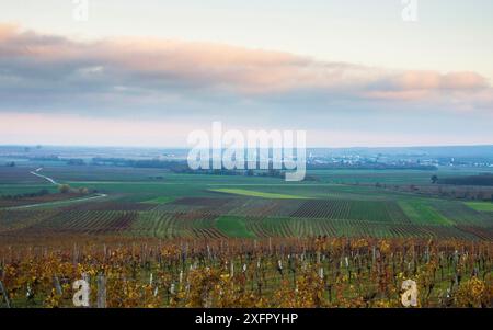 Oesterreich, Burgenland, Bezirk Oberpullendorf, bei Neckenmarkt, Weinberge bei Sonnenaufgang im Herbst, Blick ueber Deutschkreutz, Blaufraenkischland Stock Photo