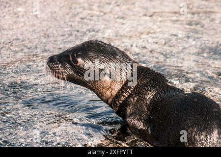 Close-up of a curious Galapagos sea lion pup exploring the shallow waters, showcasing its wet fur and expressive eyes. Stock Photo