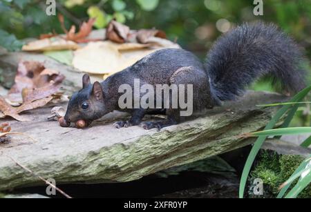 Eastern grey squirrel (Sciurus carolinensis) black morph foraging on white oak acorns, Chestnut Hill, Philadelphia, Pennsylvania, USA, September. Stock Photo