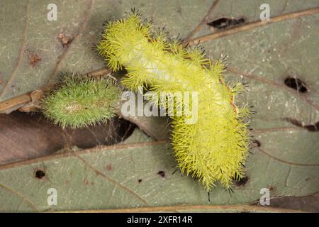 IO moth caterpillar - Automeris io Stock Photo - Alamy