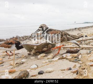 Ruddy turnstone (Arenaria interpres) feeding on dead horseshoe crab, Delaware Bay, New Jersey, May. Stock Photo