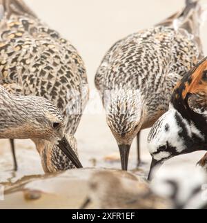 Red knots (Calidris canuta) and Ruddy turnstone (Arenaria interpres) feeding on Horseshoe crab (Limulus polyphemus) eggs, Delaware Bay, New Jersey, USA, May. Stock Photo