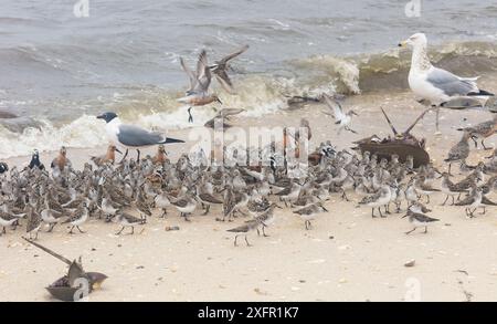 Red knots (Calidris canutus) Ruddy turnstones (Arenaria interpres) and Semipalmated sandpipers (Calidris pusilla) Franklin's gull (Leucophaeus pipixcan) and juvenile Herring gulls (LEucophaeus atricilla) on beach to feed on  Atlantic horseshoe crab (Limulus polyphemus) eggs,  Delaware Bay, New Jersey, USA, May. Stock Photo