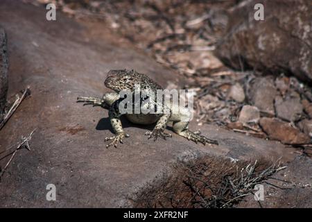 A Galapagos lizard basks on a sunlit rock, showcasing the unique wildlife and rugged terrain of the Galapagos Islands. Stock Photo