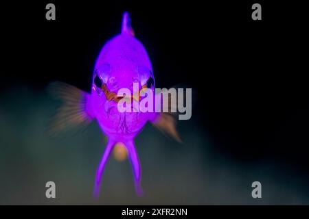 Portrait of a Fairy basslet (Gramma loreto) on a coral reef. Jardines de la Reina, Gardens of the Queen National Park, Cuba. Caribbean Sea. Stock Photo