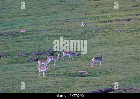 Tibetan Fox (Vulpes ferrilata) watching herd of Tibetan gazelle ...