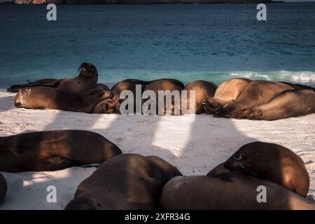 Group of sea lions relaxing on rock near waving sea in stormy weather ...