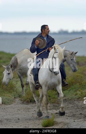 Gardian on Camargue horse rounding up bulls, Camargue, France, May 2017. Stock Photo