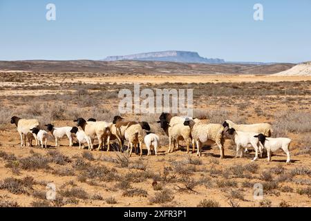 Dorper sheep, a South African breed of domestic sheep developed by crossing Dorset Horn and the Blackhead Persian sheep. Near Vanrhynsdorp, Western Cape, South Africa Stock Photo