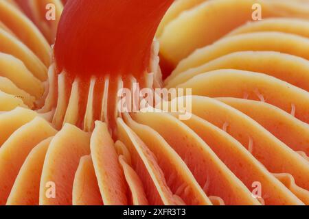 Underside of Scarlet waxcap fungus (Hygrocybe coccinea), showing stipe and gills. Monmouthshire, Wales, UK, October. Focus-stacked image. Stock Photo