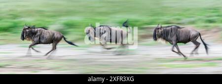 White-bearded wildebeest (Connochaetes taurinus albojubatus) crossing the shore of Lake Ndutu during migration. Ngorongoro Conservation Area / Serengeti National Park, Tanzania. Digital composite. Stock Photo