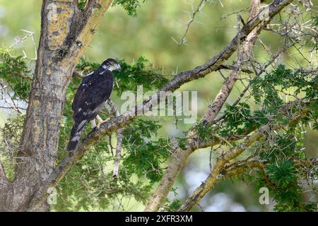 Adult African hawk-eagle (Hieraaetus spilogaster) perched in Acacia. Tarangire National Park, Tanzania. Stock Photo