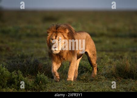 Male lion (Panthera leo) patrolling territory boundary. Woodland on the border of Serengeti / Ngorongoro Conservation Area (NCA) near Ndutu, Tanzania. Stock Photo