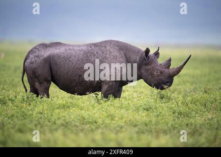 Black rhino (Diceros bicornis) female browsing on herbs. Ngorongoro Crater, Conservation Area, Tanzania. March. Stock Photo